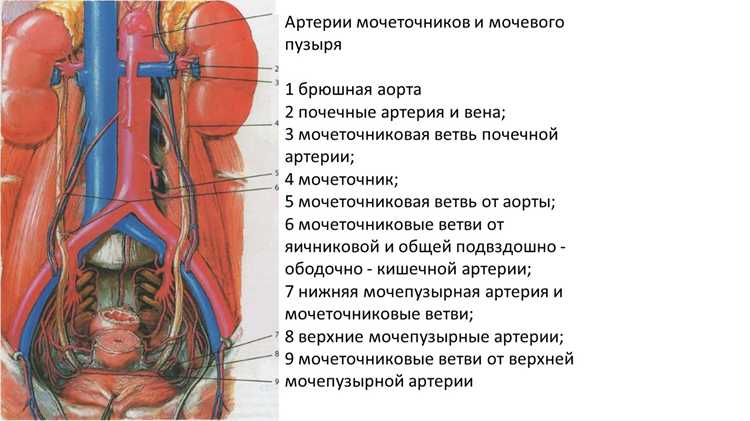 Ионы и электролиты в составе крови