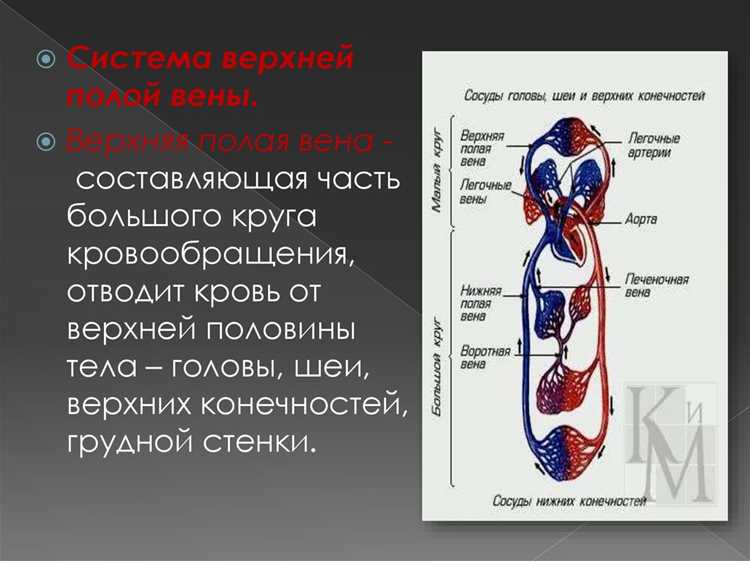 Роль эритроцитов в нижней полой вене