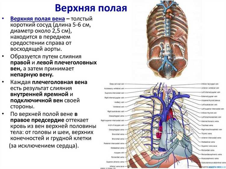 Возрастные изменения в составе крови