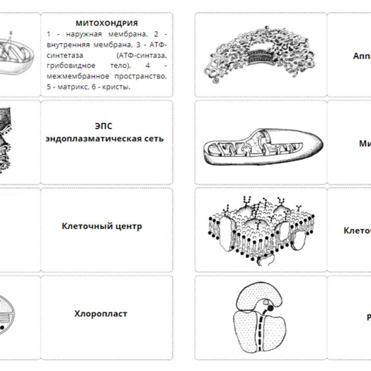 Методы исследования микротрубочек в клеточной биологии