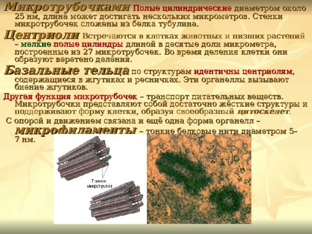 Влияние микротрубочек на внутриклеточную структуру