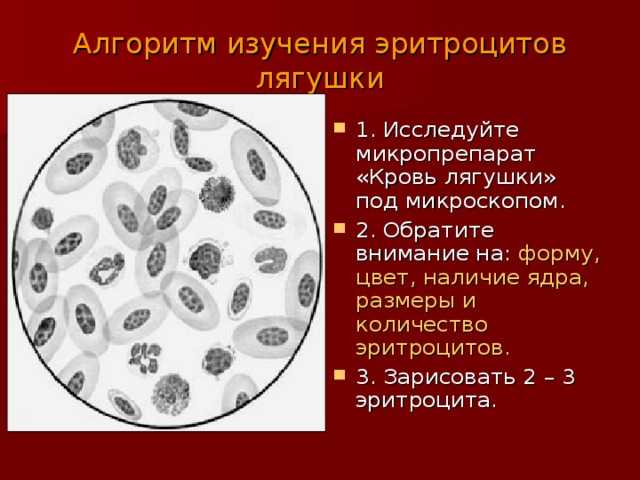 Влияние внешних факторов на прочность мембран эритроцитов