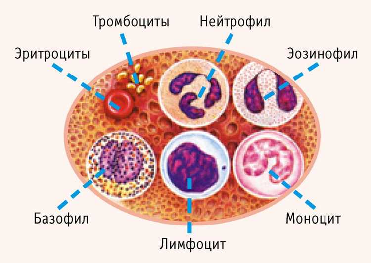 Экологические факторы: как они могут влиять на кровь