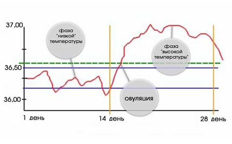 Безопасные дни: мифы и реальность
